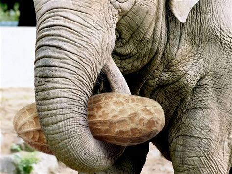 大象鼻子用途
